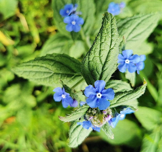  Beauty in the lockdown - the floral blooms of Ruskin Park, April 2020