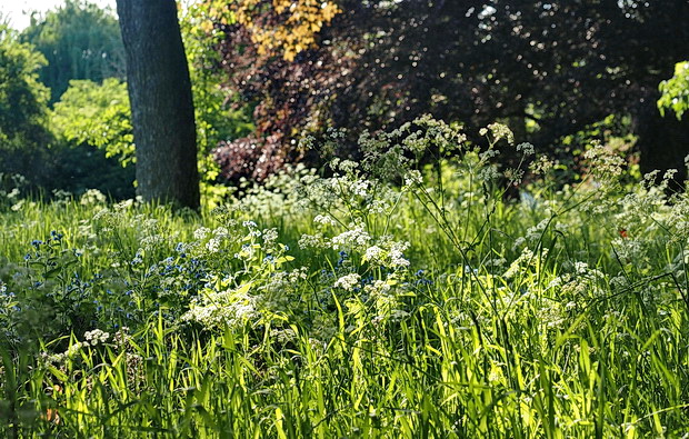 A spring symphony: 50 photos of Ruskin Park in bloom, south London