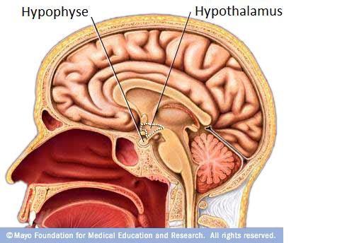 hypothalamus_mayo.jpg